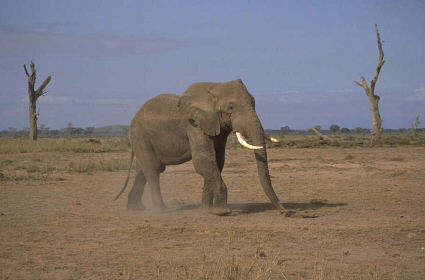 African elephant