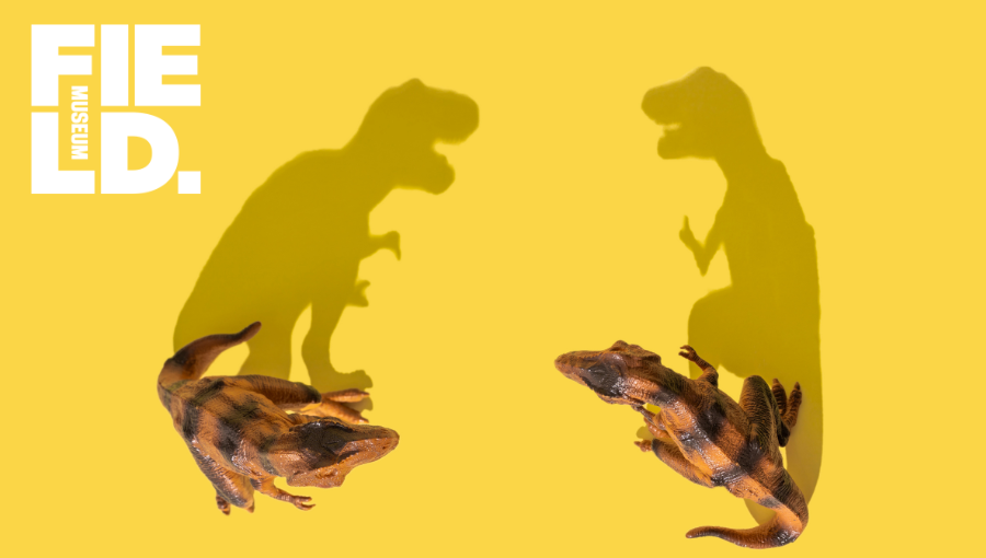 Dino or Di-Not?